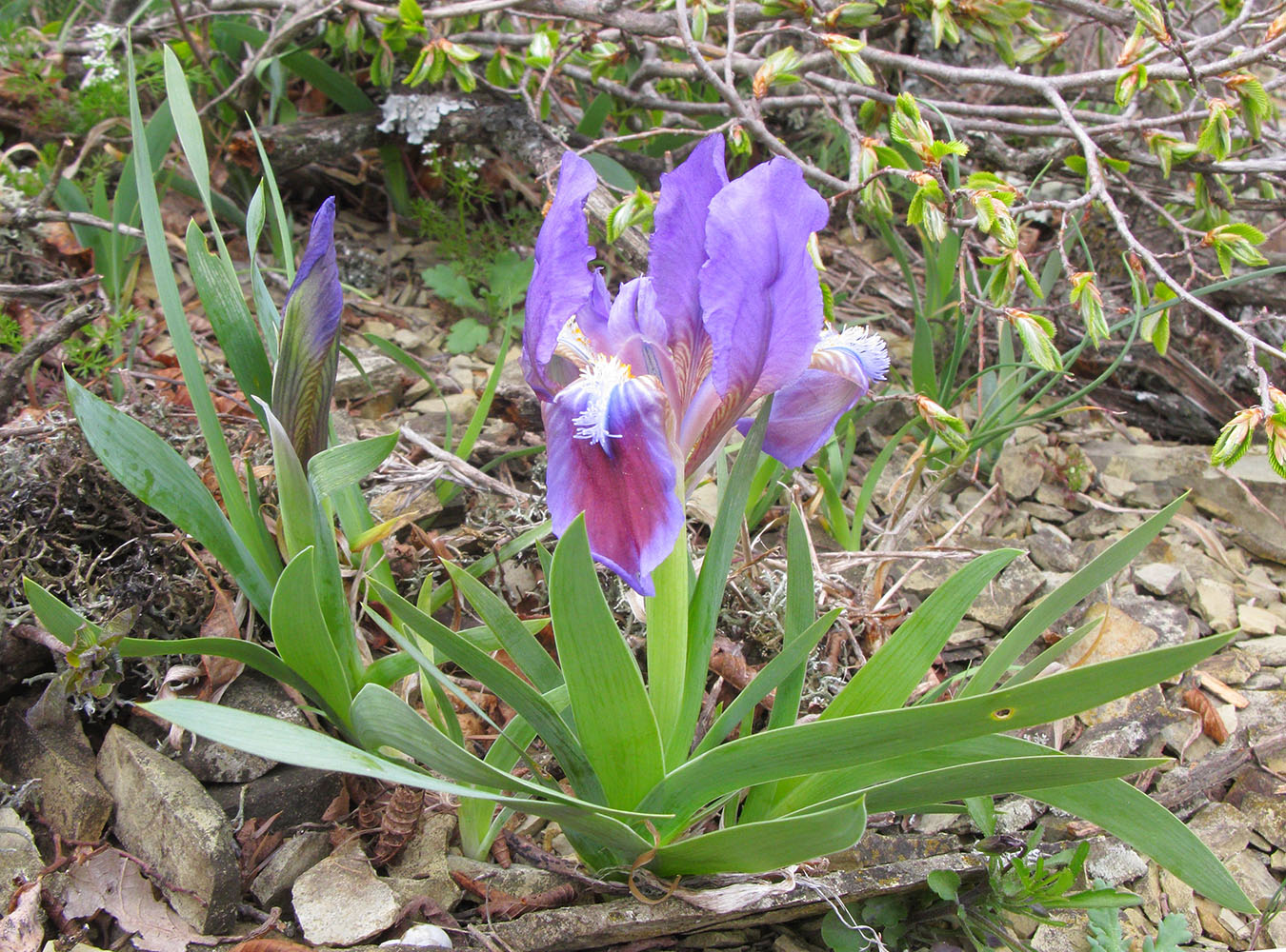 Image of Iris pumila specimen.