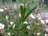 Cistus monspeliensis