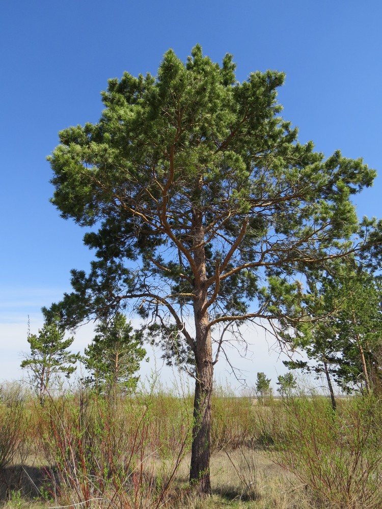 Изображение особи Pinus sylvestris ssp. kulundensis.