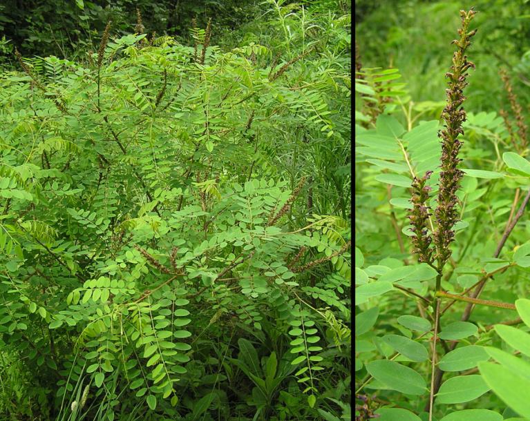 Image of Amorpha fruticosa specimen.