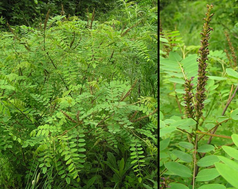 Изображение особи Amorpha fruticosa.