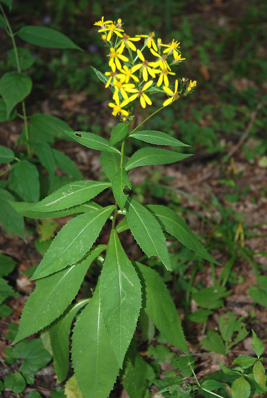 Image of Senecio propinquus specimen.