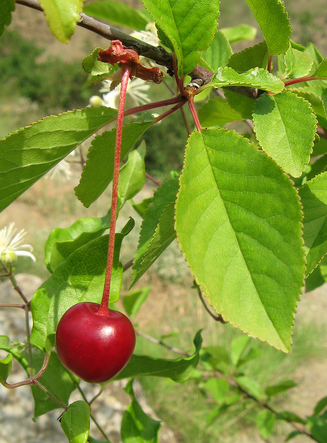 Изображение особи Cerasus vulgaris.