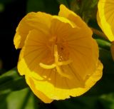 genus Oenothera. Раскрывающийся цветок. Германия, г. Дюссельдорф, Ботанический сад университета. 02.06.2014.