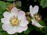 Rosa stylosa. Цветки. Германия, г. Дюссельдорф, Ботанический сад университета. 02.06.2014.