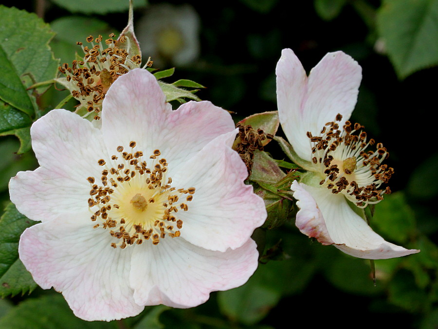 Image of Rosa stylosa specimen.