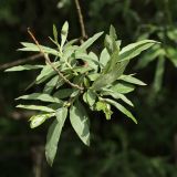 Salix viminalis. Ветвь с молодыми побегами. Ленинградская обл., пойма р. Луга у дер. Кемка. 12.06.2009.