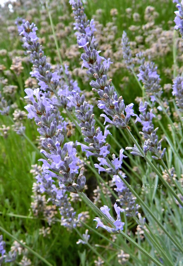 Image of Lavandula angustifolia specimen.