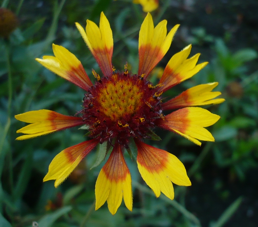 Изображение особи Gaillardia pulchella.