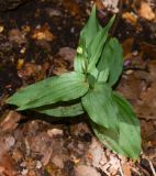 Epipactis helleborine. Растение в начале цветения. Израиль, Верхняя Галилея, гора Мерон. 10.05.2014.