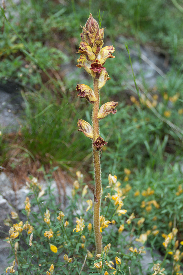 Изображение особи Orobanche gracilis.