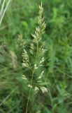 Poa angustifolia. Соцветие. Белгородская обл., Губкинский р-н, запов. \"Белогорье\", \"Ямская степь\", ур. Ерёмкин лог, склон балки. 14 июня 2009 г.