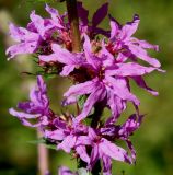 Lythrum salicaria. Средняя часть соцветия. Германия, г. Дюссельдорф, Ботанический сад университета. 03.07.2014.