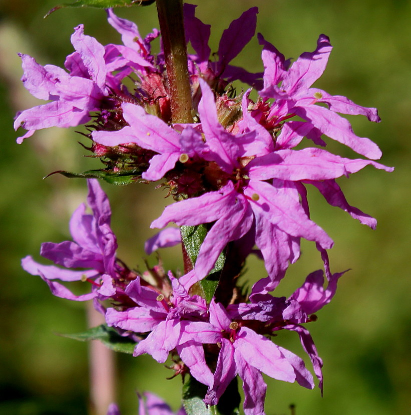 Image of Lythrum salicaria specimen.