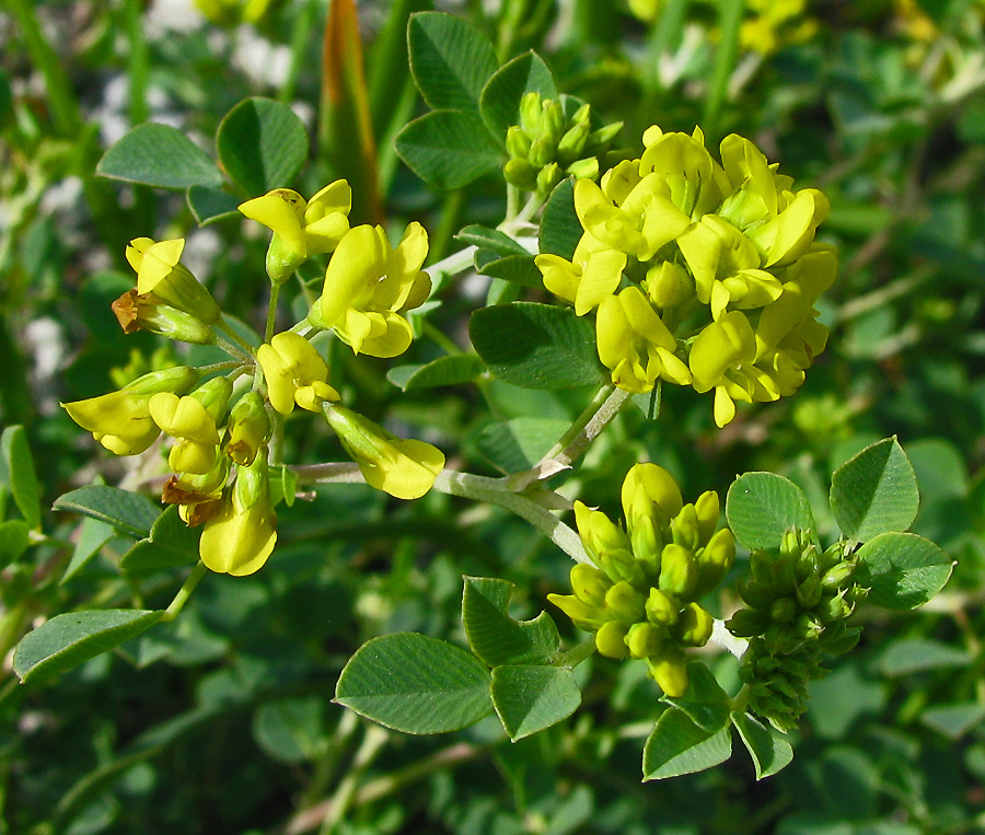 Изображение особи Melilotoides cretacea.