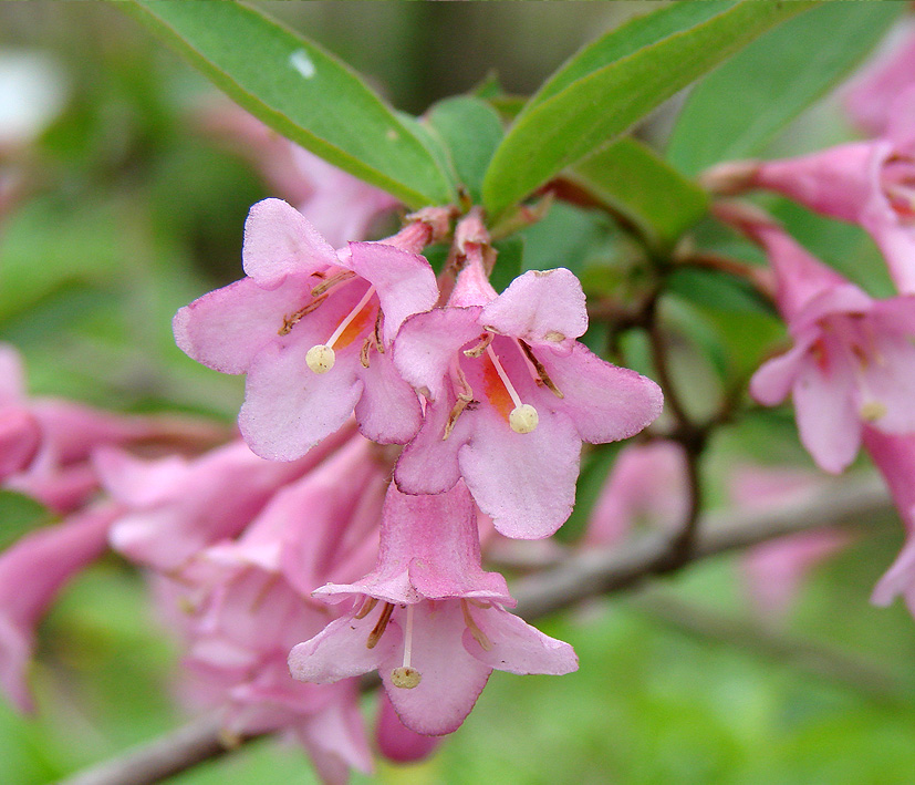 Изображение особи Weigela praecox.