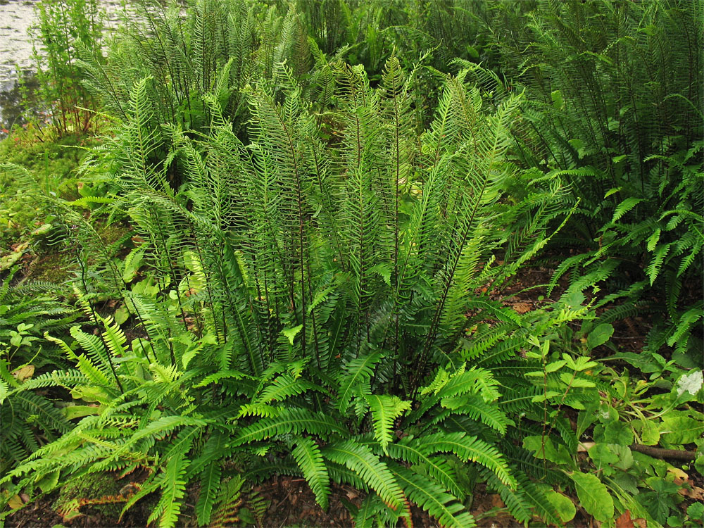 Image of Blechnum spicant specimen.