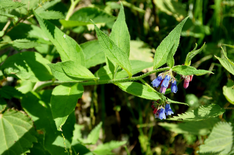 Изображение особи Symphytum asperum.