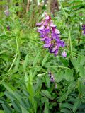 Vicia amoena. Побег с соцветием. Юг Красноярского края, окр. г. Минусинск. Июль 2009 г.
