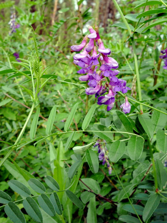 Изображение особи Vicia amoena.