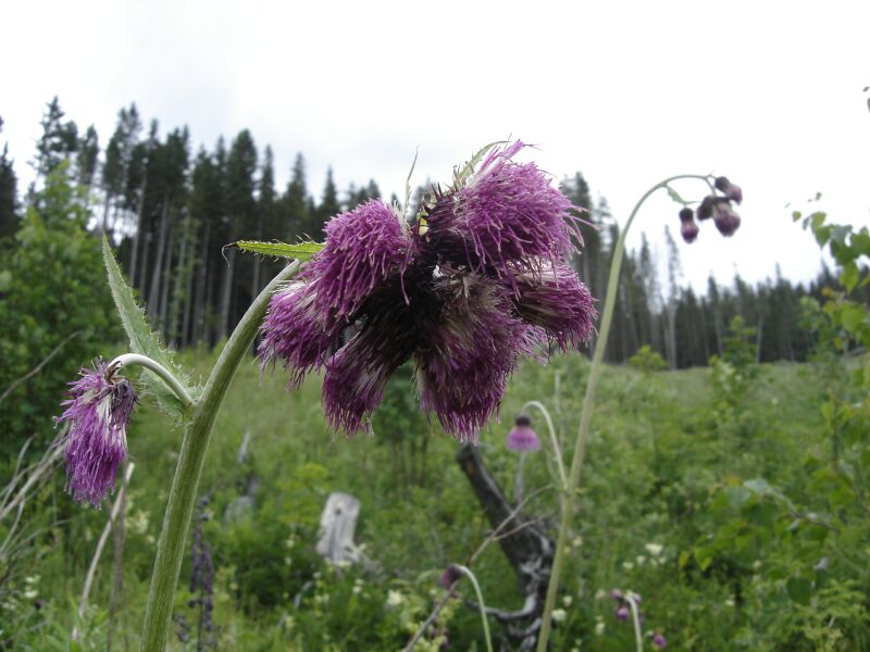 Изображение особи Cirsium waldsteinii.