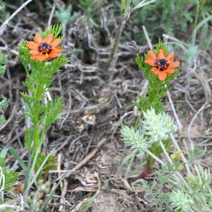 Image of Adonis parviflora specimen.