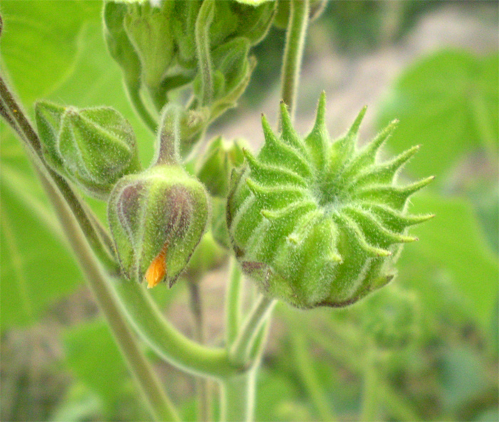 Изображение особи Abutilon theophrasti.