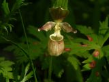 Cypripedium yatabeanum