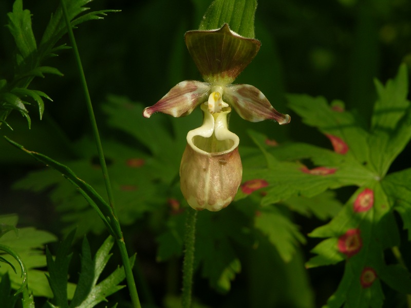 Изображение особи Cypripedium yatabeanum.