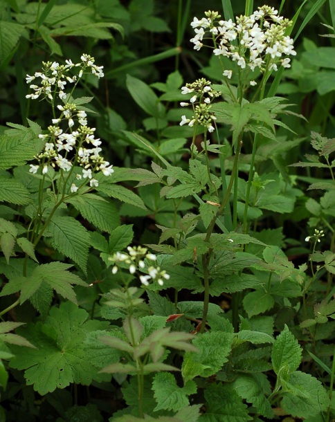 Изображение особи Cardamine leucantha.