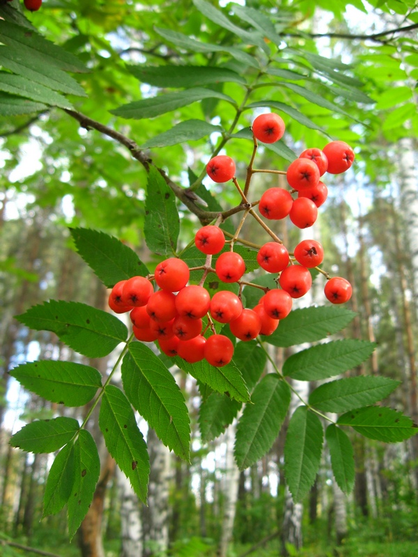 Изображение особи Sorbus sibirica.