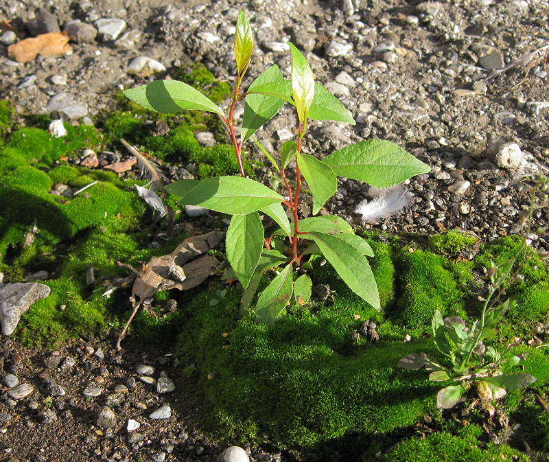 Image of genus Populus specimen.