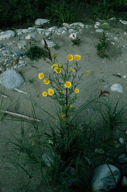 Image of Tridactylina kirilowii specimen.