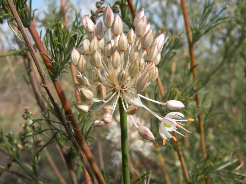 Изображение особи Allium savranicum.