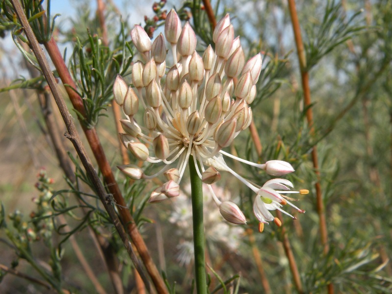 Image of Allium savranicum specimen.