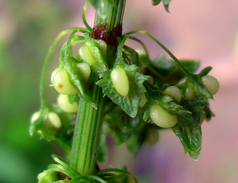 Image of Rumex obtusifolius specimen.