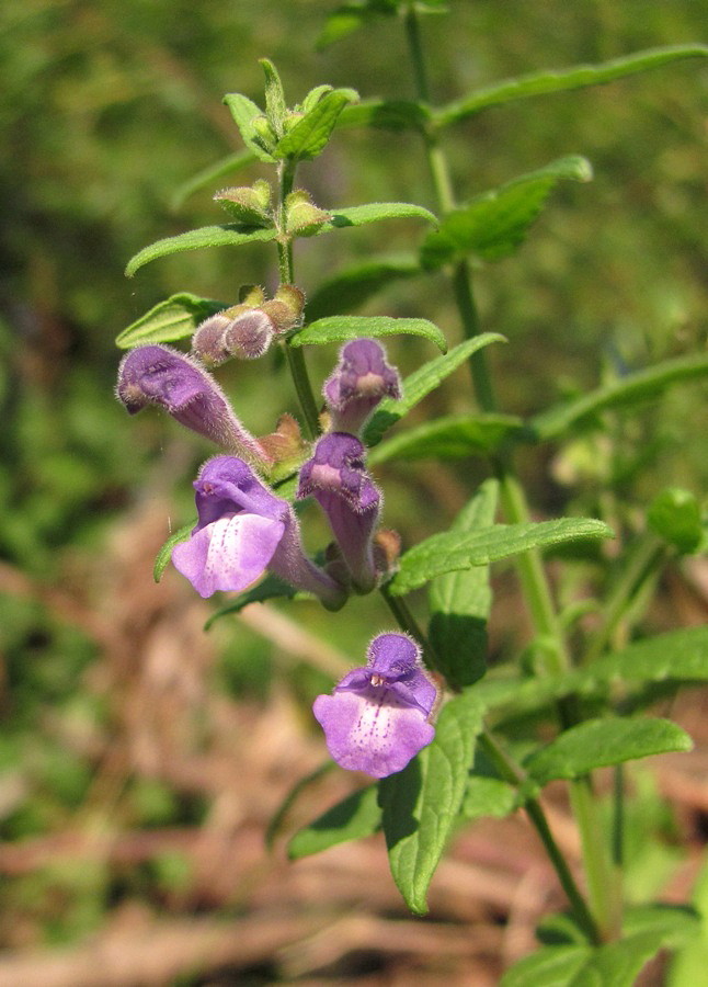 Image of Scutellaria galericulata specimen.