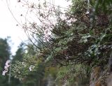 Chrysanthemum sinuatum. Цветущее растение на скале. Алтай, окр. пос. Манжерок. 23.08.2009.