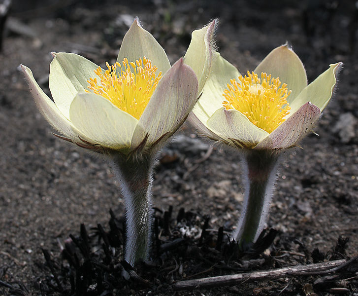 Image of Pulsatilla orientali-sibirica specimen.