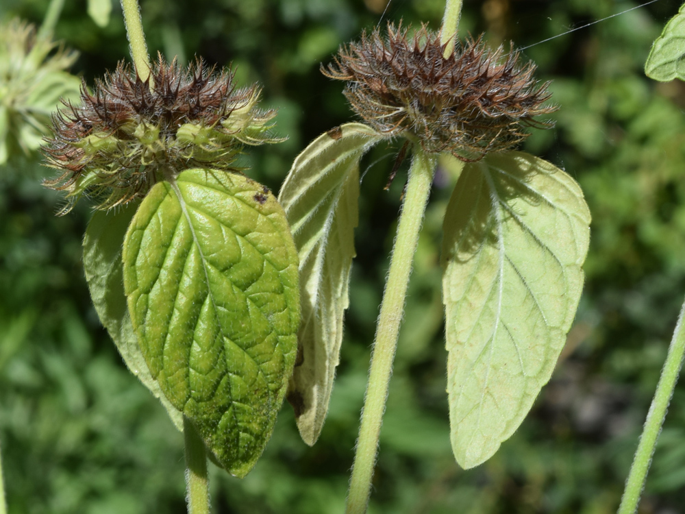 Image of Clinopodium integerrimum specimen.