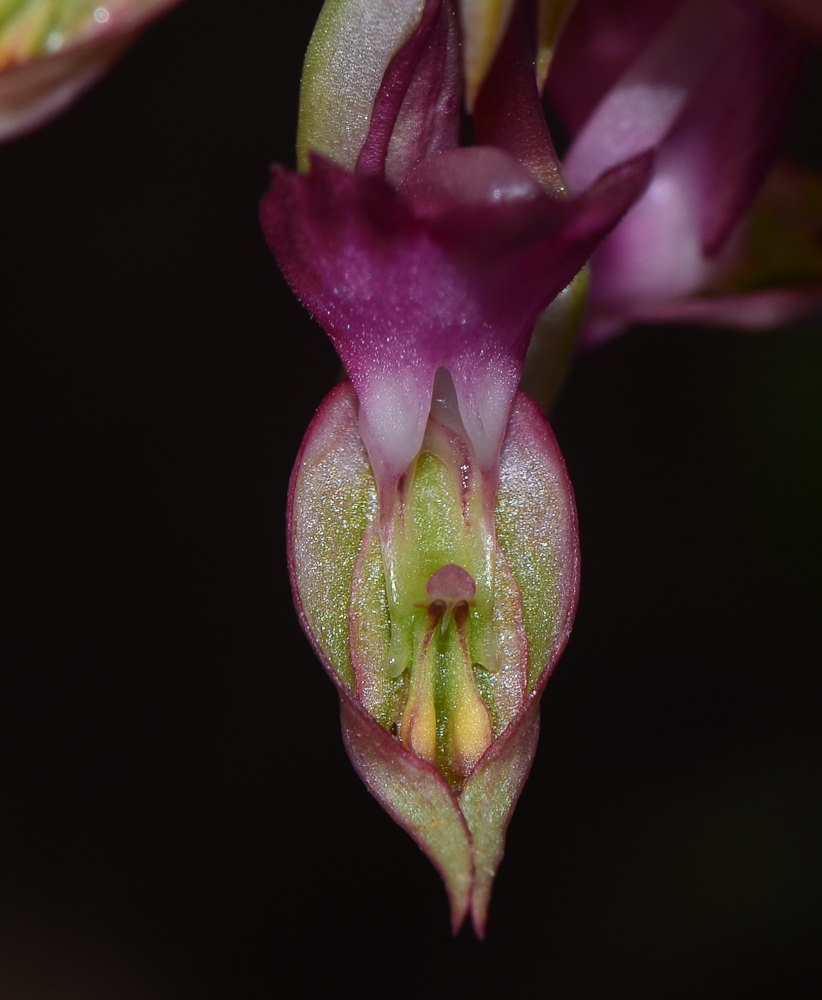 Image of Anacamptis sancta specimen.