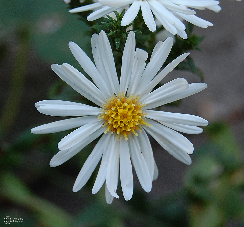 Image of Symphyotrichum × versicolor specimen.