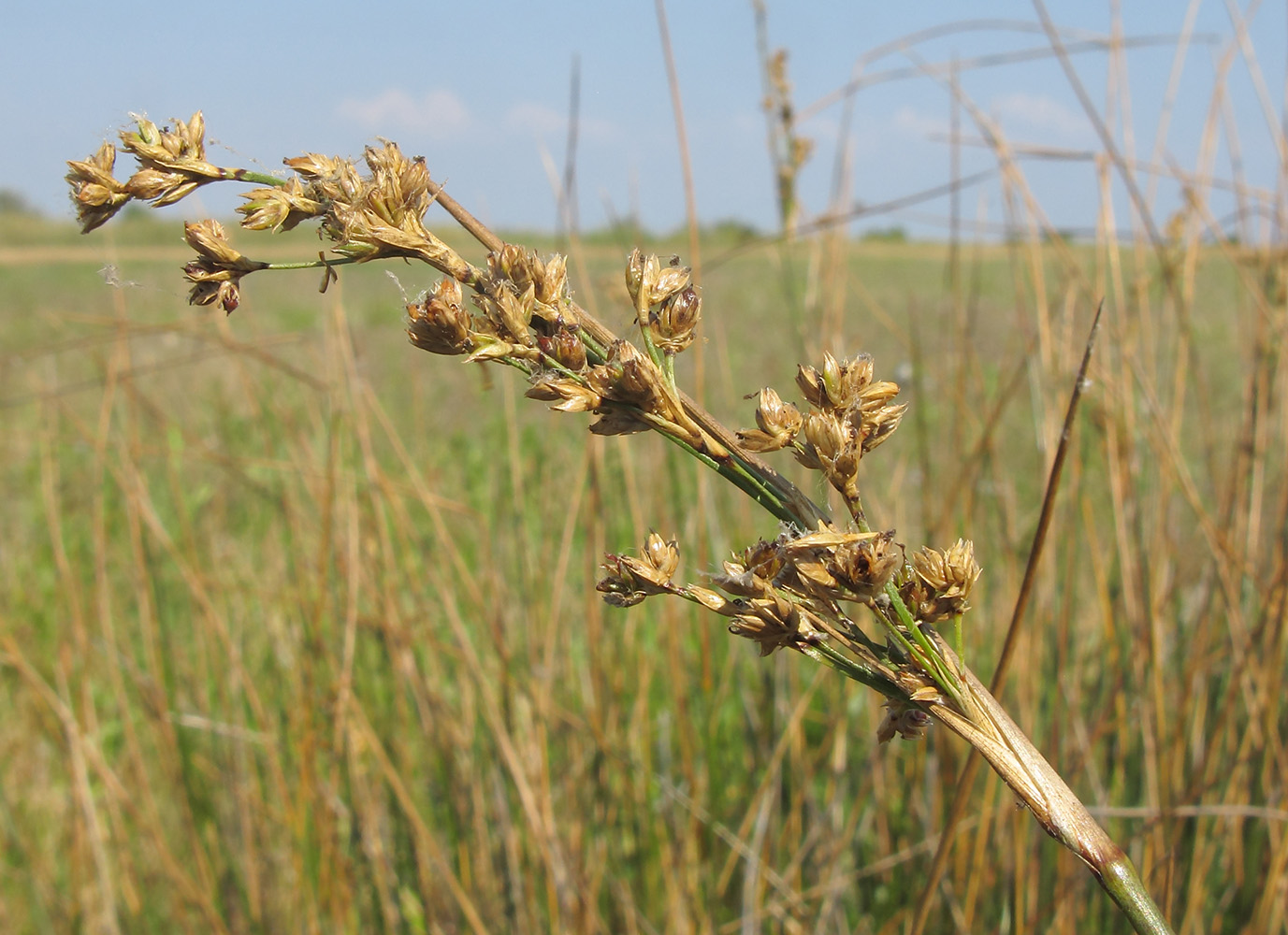 Изображение особи Juncus maritimus.