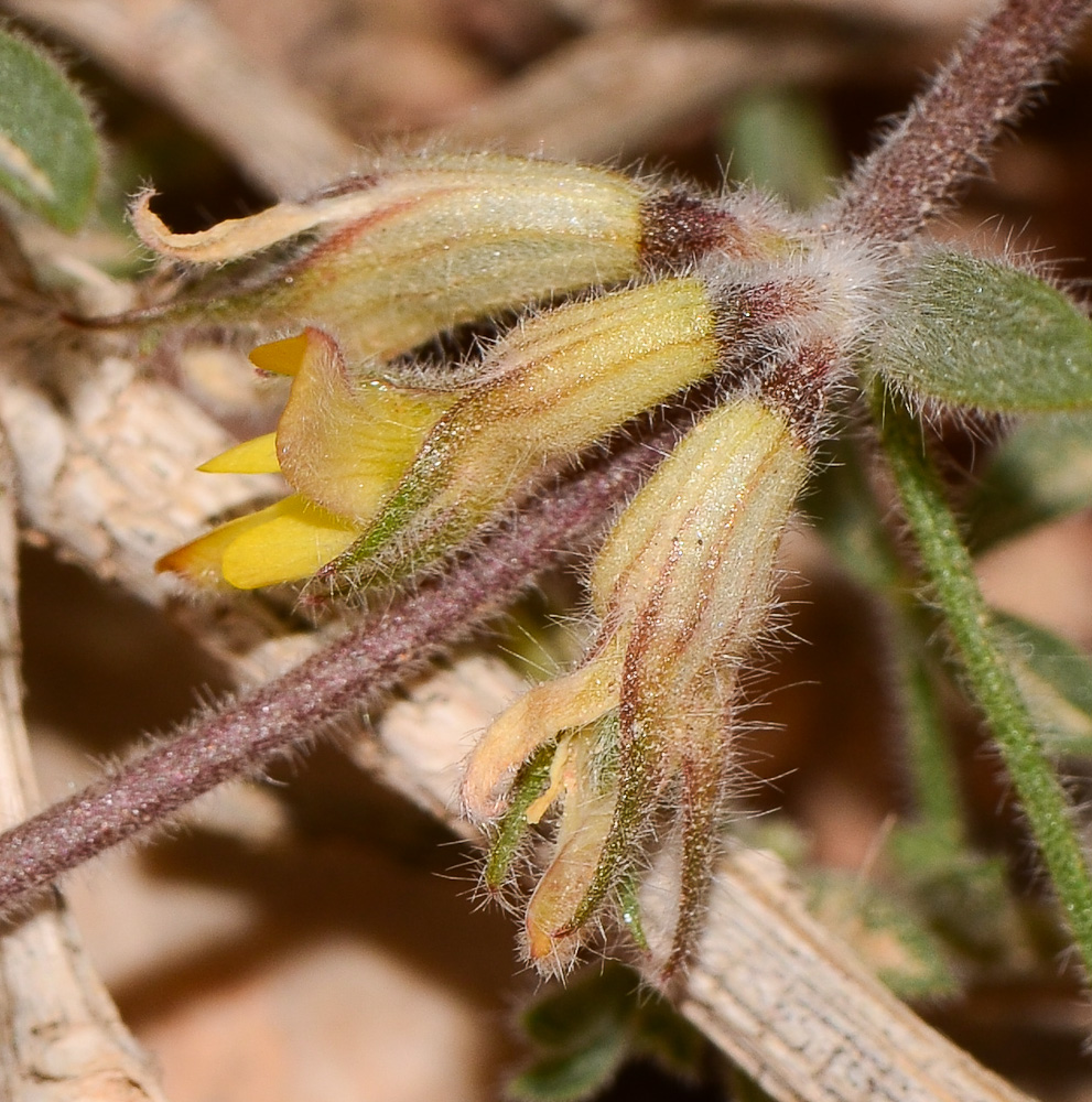 Изображение особи Lotononis platycarpa.