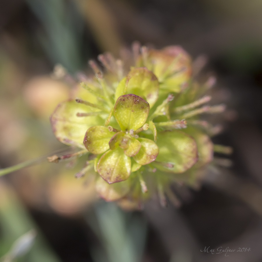 Image of Cruciata taurica specimen.