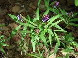 Vicia venosa