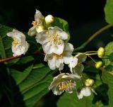 Actinidia kolomikta. Цветки и бутоны. Московская обл., Раменский р-н, окр. дер. Хрипань, садовый участок. 09.06.2015.