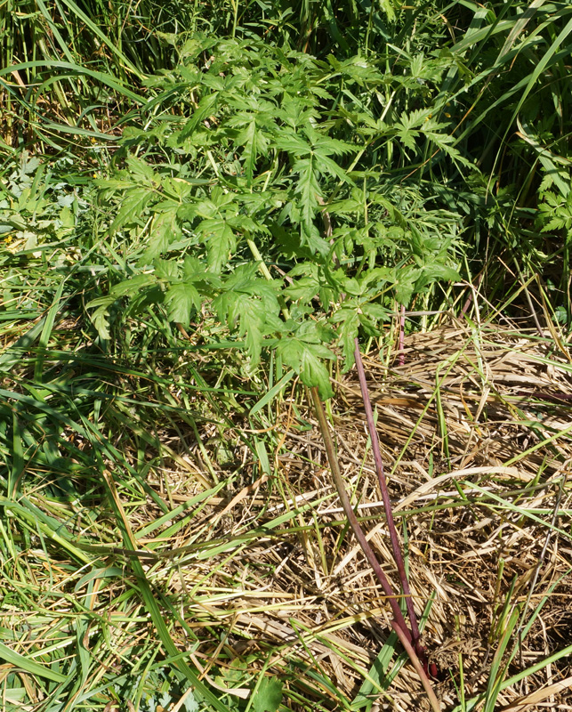 Image of Conioselinum tataricum specimen.