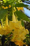 Brugmansia aurea. Побег с цветками. США, Калифорния, Сан-Франциско, в городском озеленении. 23.02.2014.