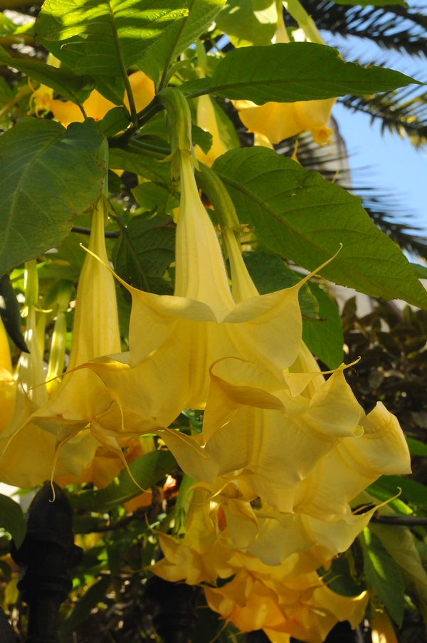 Image of Brugmansia aurea specimen.